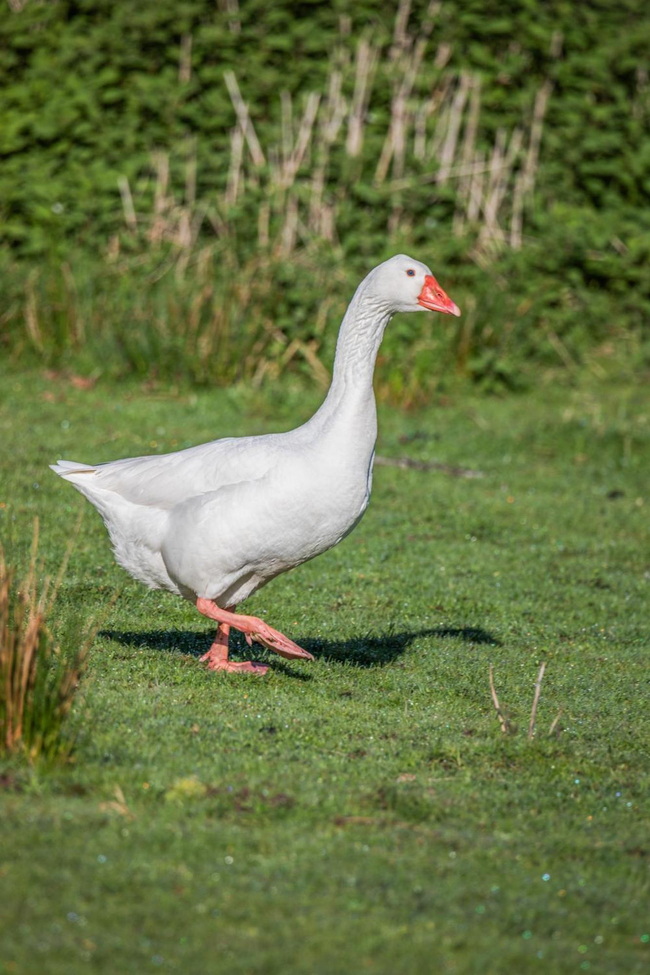 Domaine D'aromm - D'hotes & - Piscine, Etangs & Animaux - Au Calme *